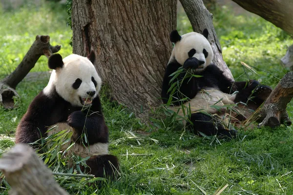 Гигантские панды в поле Стоковая Картинка