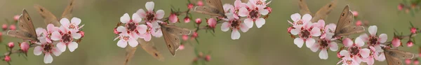 Панорамный Australiana баннер бабочка и leptospernum цветы из Австралии — стоковое фото