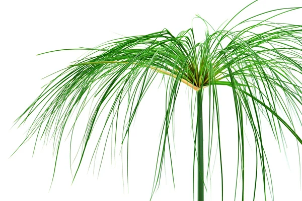 Egyptian papyrus. (Cyperus papyrus L.) Стоковое Фото