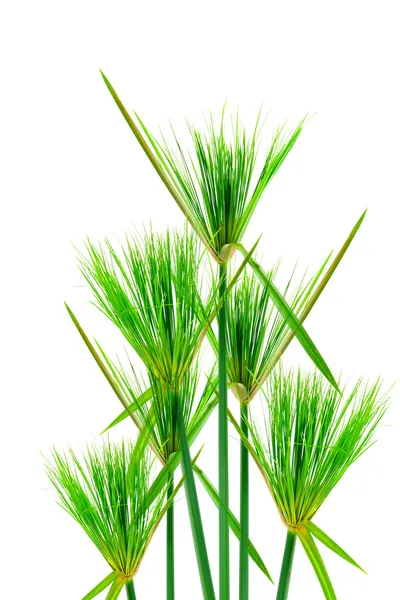 Egyptian papyrus. (Cyperus papyrus L.) Стоковая Картинка