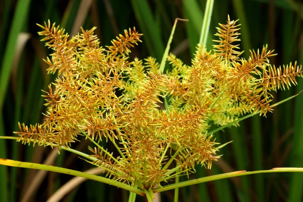 The flower of Cyperus odoratus L. (papyrus) Стоковое Фото