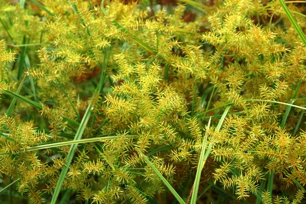 The flower of Cyperus odoratus L. (papyrus) Лицензионные Стоковые Фото