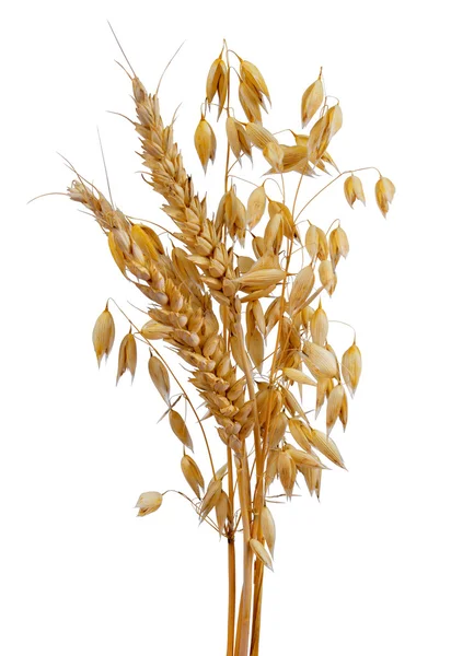Овес и пшеницу Стоковое Изображение