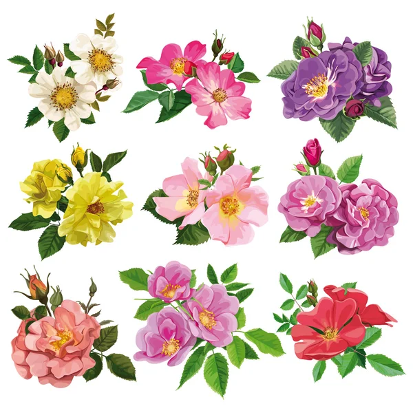 Набор красочных цветов дикой розы — стоковый вектор