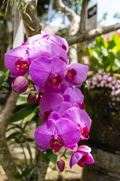 Красивые экзотические орхидеи фаленопсис Стоковое Фото