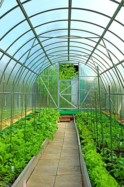 Овощные оранжереи сделаны из прозрачного поликарбоната Стоковая Картинка