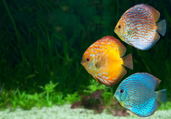 Три яркие дискусов в аквариуме Стоковое Фото