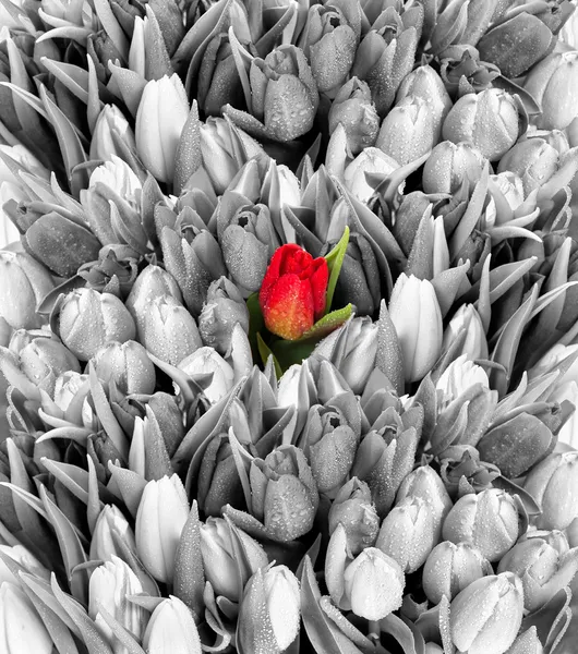 Тюльпаны. черный, белый с одной красный цветок Стоковое Изображение