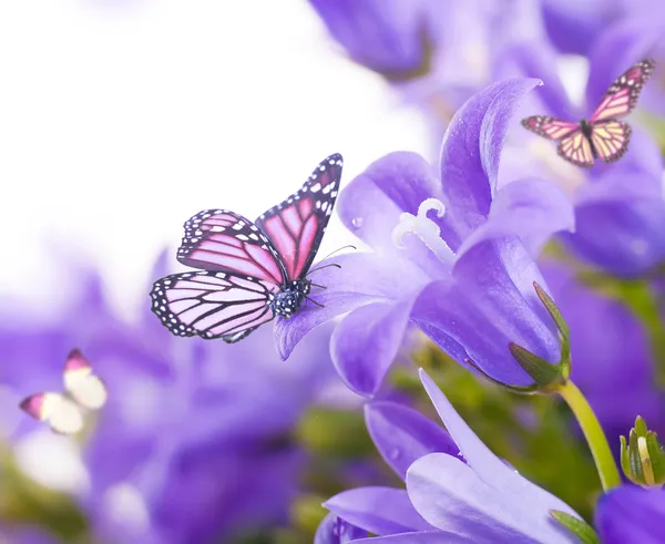 Цветы на белом фоне, темные Синие колокольчики и бабочка Стоковая Картинка