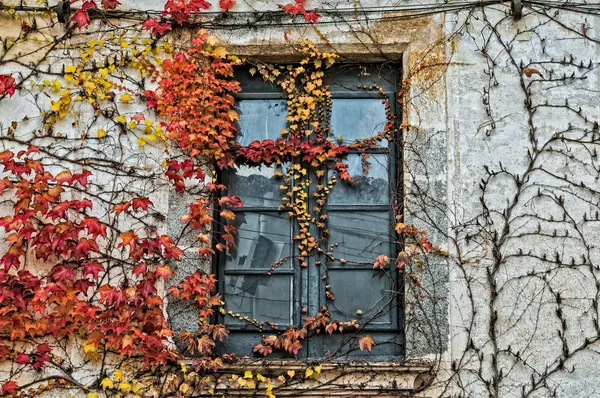 Вьющихся растений Стоковое Фото