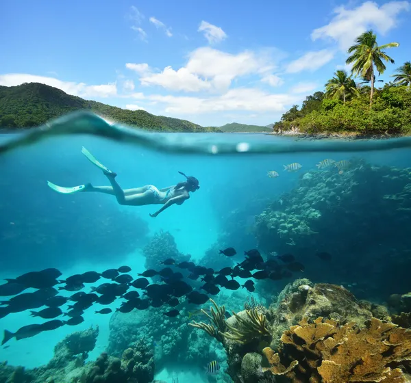 Красивый коралловый риф с большим количеством рыбы и женщина Стоковое Изображение