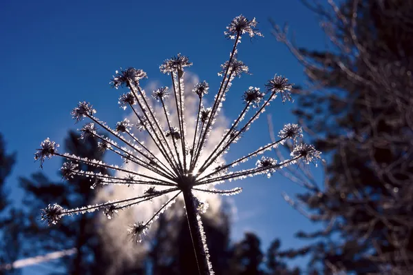 Соцветие зонтик, покрыты льдом, освещенные светом Лицензионные Стоковые Фото