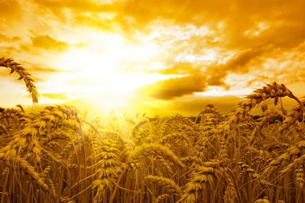 Золотой закат над полем пшеницы Стоковое Фото