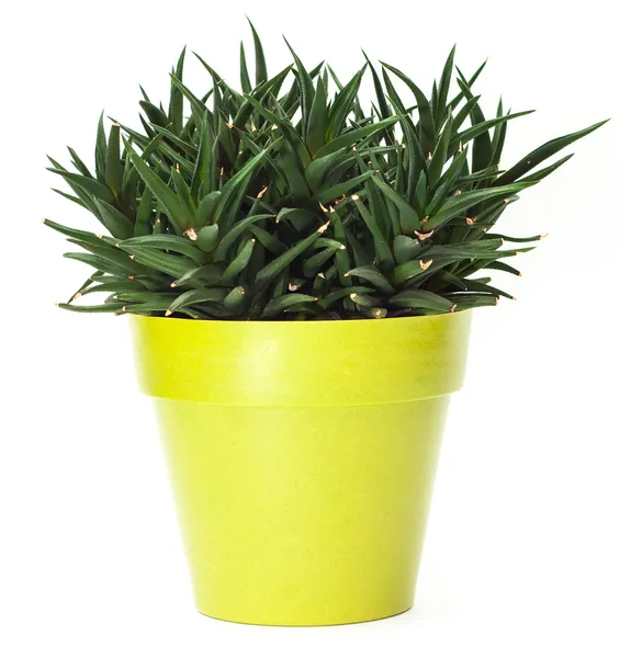 Зеленое растение в горшок Лицензионные Стоковые Фото