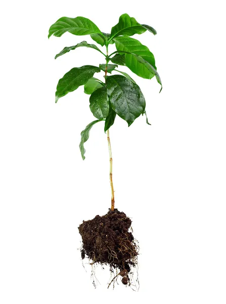 Весь кофе Арабика растение с листьями, стебель и корни, изолированные на белом Стоковая Картинка