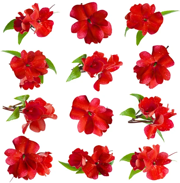 Набор сбора красный цветок головы недотрога, изолированные на белом фоне Стоковое Изображение