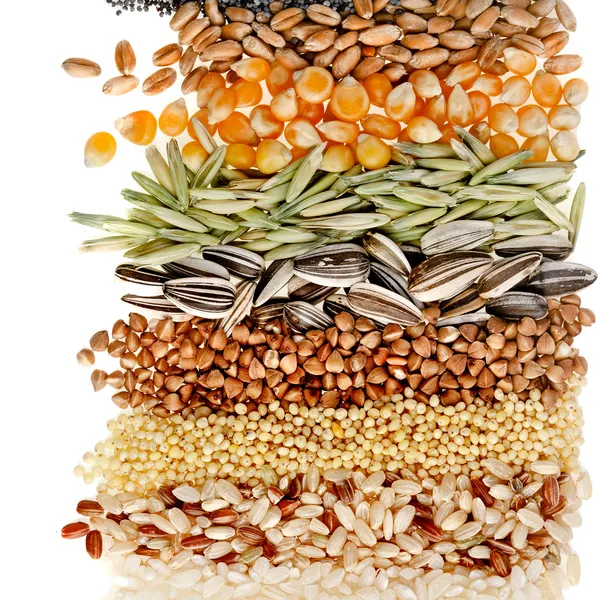 Зерна и семена: рожь, пшеница, ячмень, овес, подсолнечник, кукуруза, лен, Мак, границы крупным планом на белом фоне Лицензионные Стоковые Фото