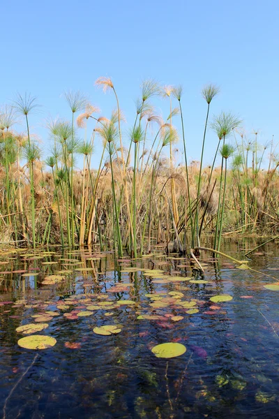 Дельта Окаванго воды и завод «cyperus papyrus» пейзаж Стоковое Фото