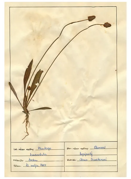 Отсканированные листы гербарий - травы и цветы Стоковое Изображение