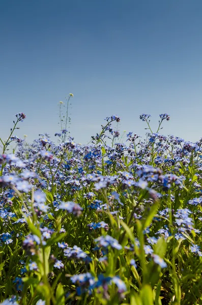 Синие весенние цветы Стоковое Изображение