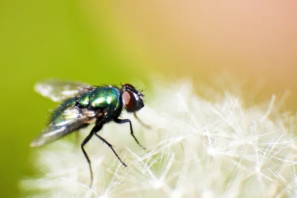 Зеленая муха бутылки — стоковое фото