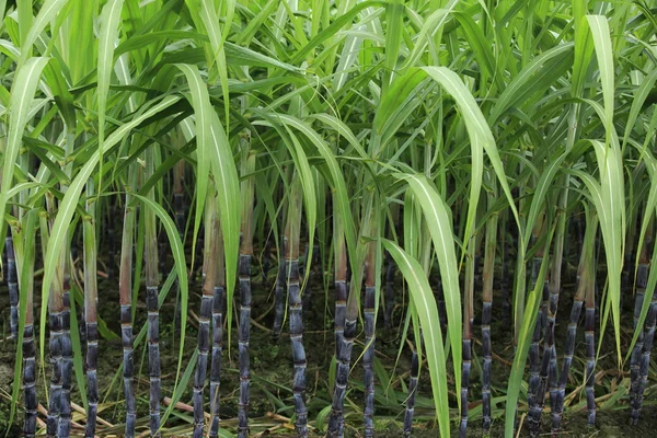 Растения сахарного тростника Стоко