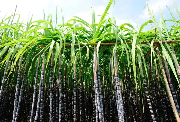 Растения сахарного тростника Стоковое Фото