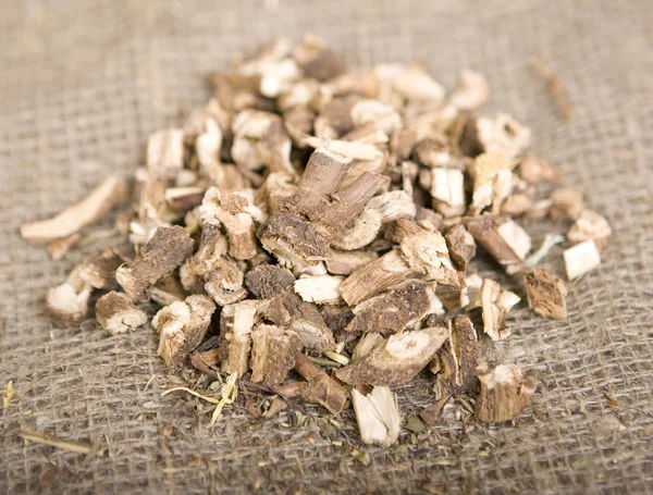 Dried wild chicory (dry medicinal herbs) Стоковое Изображение