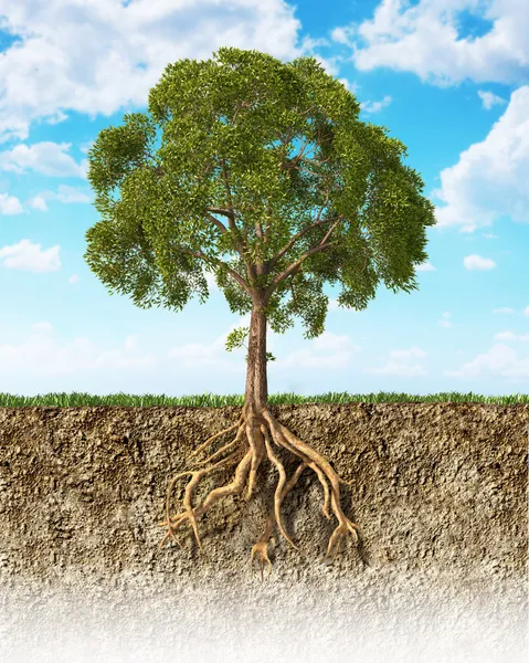 Поперечное сечение почвы, показаны дерево с корнями Стоковое Изображение
