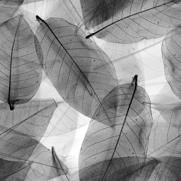 Бесшовные листья черно-белый фон Лицензионные Стоковые Фото