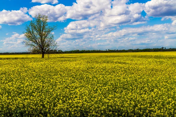 Широкий угол выстрела поля красивые ярко-желтые цветущие канола (рапсовое) растений, растущих на ферме в Оклахоме с синим небом, облаками и дерево — стоковое фото