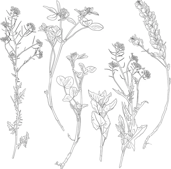 Набор трав для рисования линий и цветов — стоковый вектор