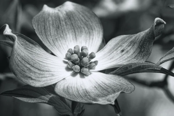Cornus Флорида Красного кизил цветения в черно-белом Стоковое Фото
