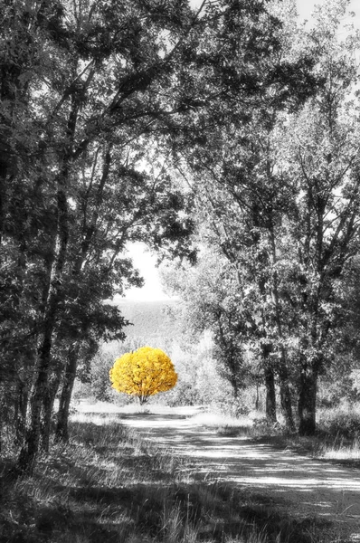 Желтое дерево в пути Лицензионные Стоковые Изображения