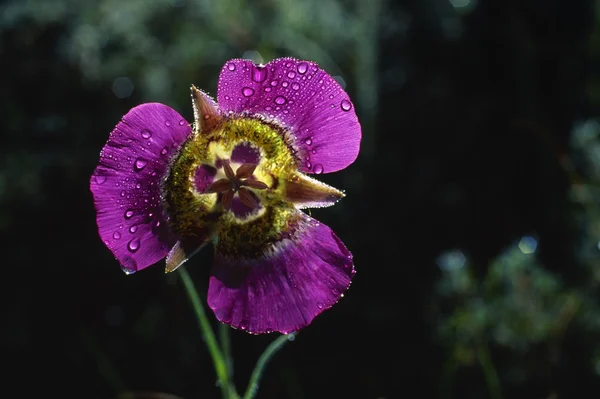 Gunnison mariposa lily Стоковая Картинка