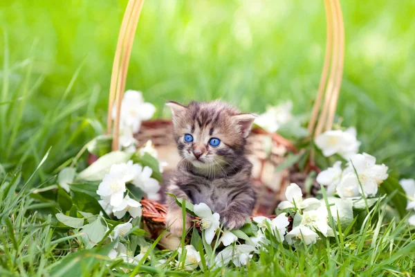 Котенок сидит в корзине на траве Стоковая Картинка