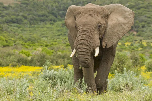 Кормление слона Лицензионные Стоковые Фото