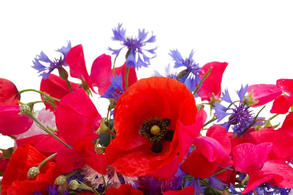 Мака, душистый горошек и кукуруза цветы — стоковое фото