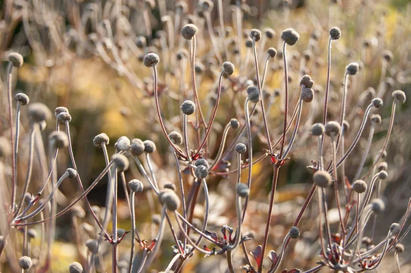 Сухие осенние растения в солнечную погоду — стоковое фото