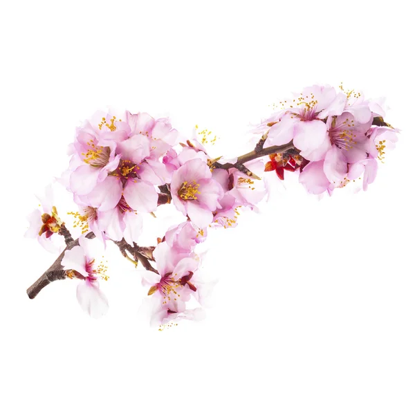 Весеннее цветение миндаля — стоковое фото
