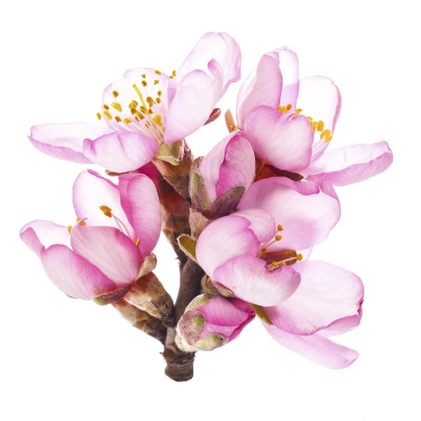 Весеннее цветение миндаля — стоковое фото