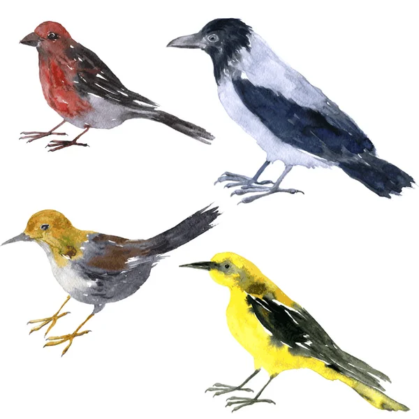 Акварельный рисунок птицы — стоковый вектор
