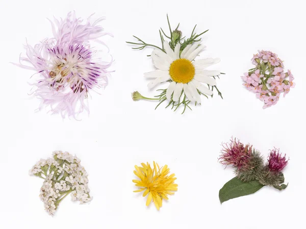 Дикие цветы на белом — стоковое фото