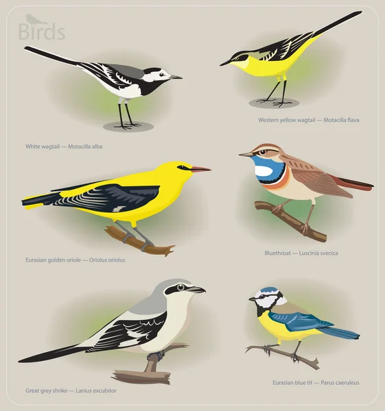 Изображение набор птиц: Белая трясогузка, желтая трясогузка, Иволга, Варакушка, сорокопут, Лазоревка — стоковый вектор