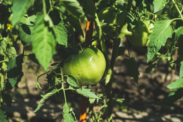 Зеленый незрелый помидор — стоковое фото