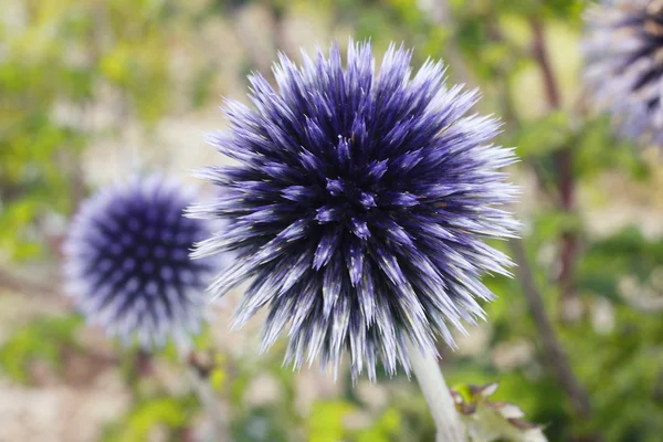 Echinops (Globe Thistle) — стоковое фото