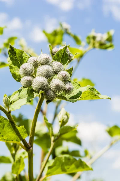 Arctium tomentosum (woolly burdock, downy burdock). — стоковое фото