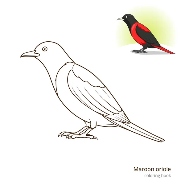 Бордовая Иволга птица раскраски книга вектор — стоковый вектор