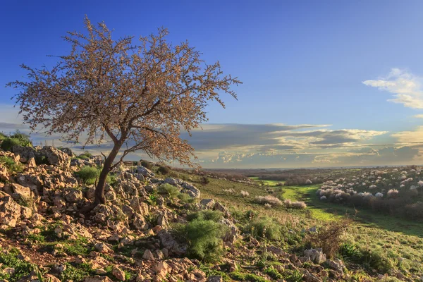 Springtime. Alta Murgia Национальный парк: дикий миндальное дерево в цвету на рассвете. Апулия-Италия-Спринг холмистый пейзаж: миндаль рассвет одинокий цветок — стоковое фото