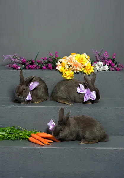 Венгерский серый кролик — стоковое фото